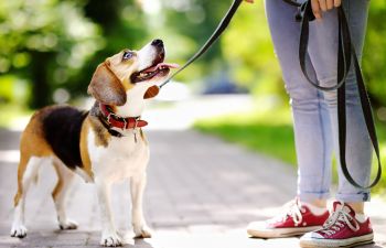 A person while walking a dog in a park.